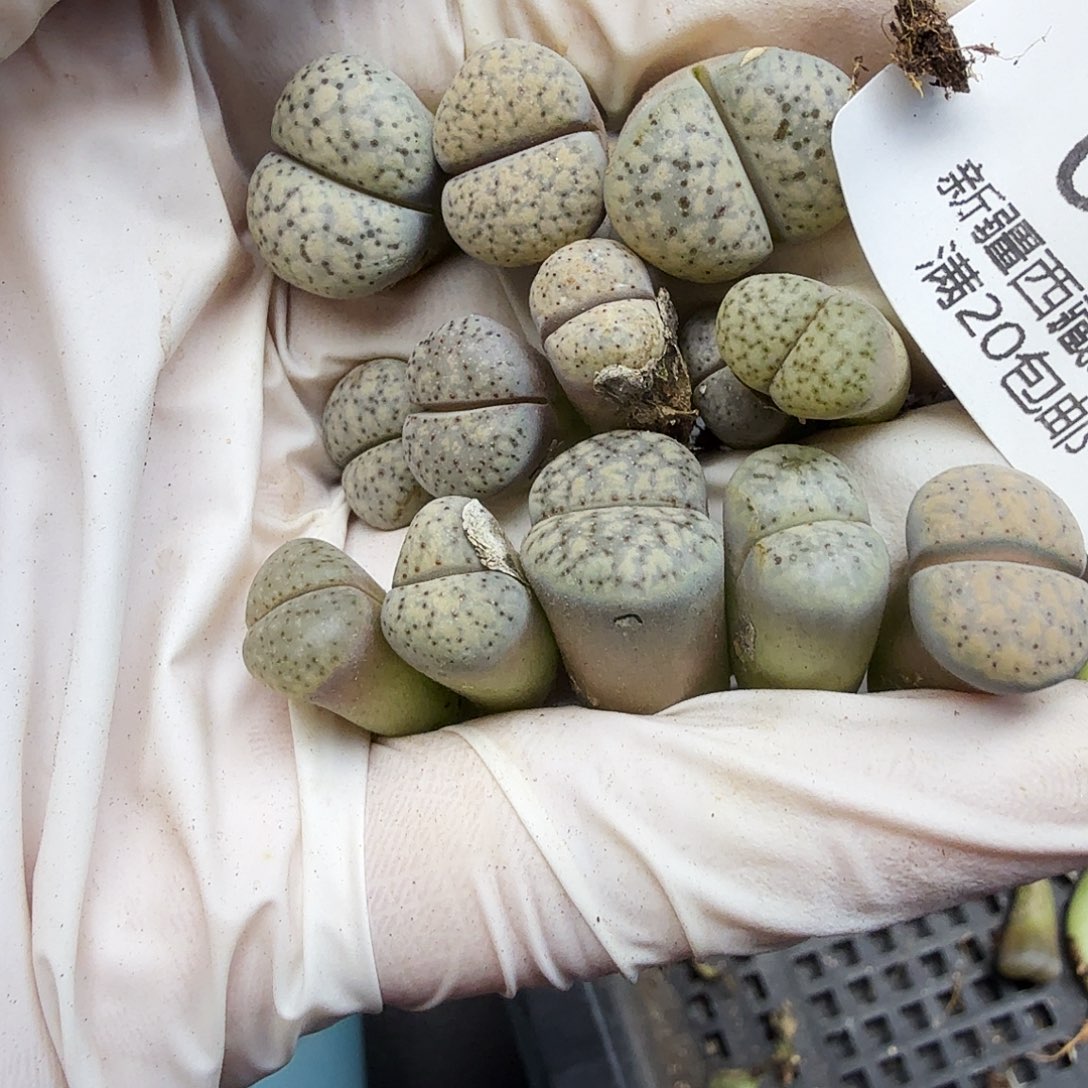 这个我都看出来有098好