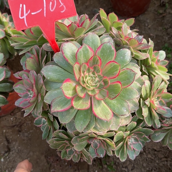 4+105莲花座多肉法师