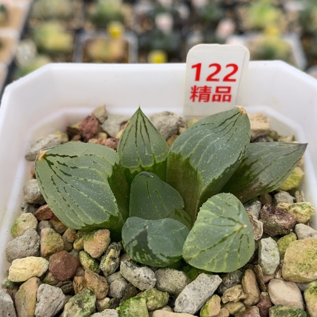 不开花植物122虞美人