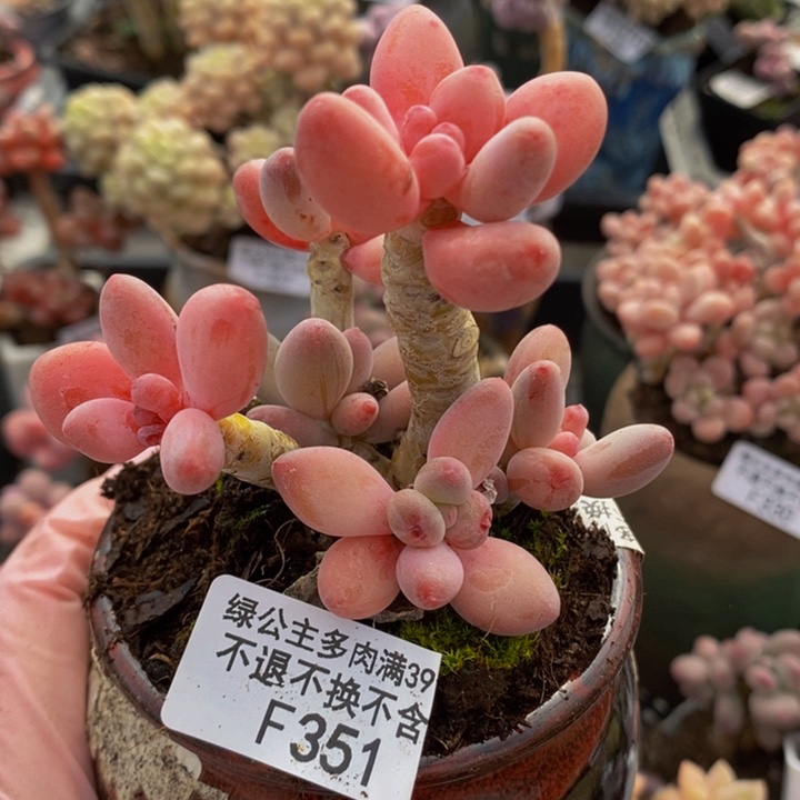 樱花奶老桩351多肉植物