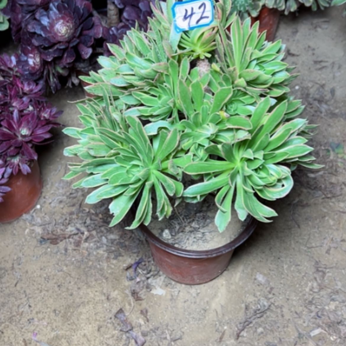 【闪购商品】多肉植物于姬42