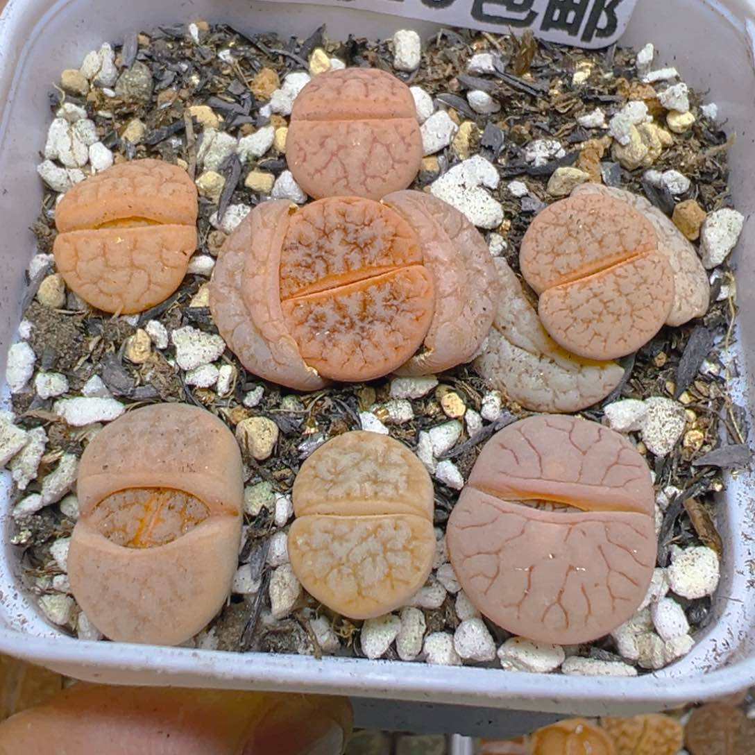 【闪购商品】 565。