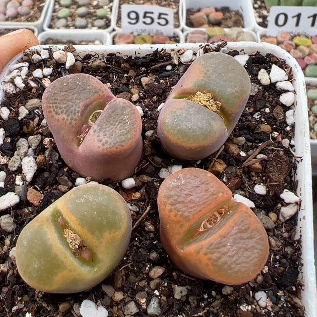 1.15好看的多肉014