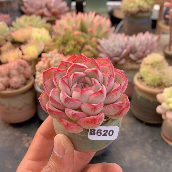 一物一拍含盆土满38包邮B620