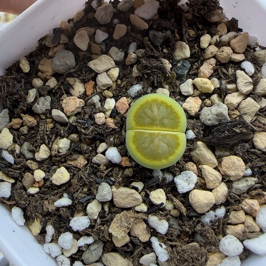 光圈绿菊福利大棚直播