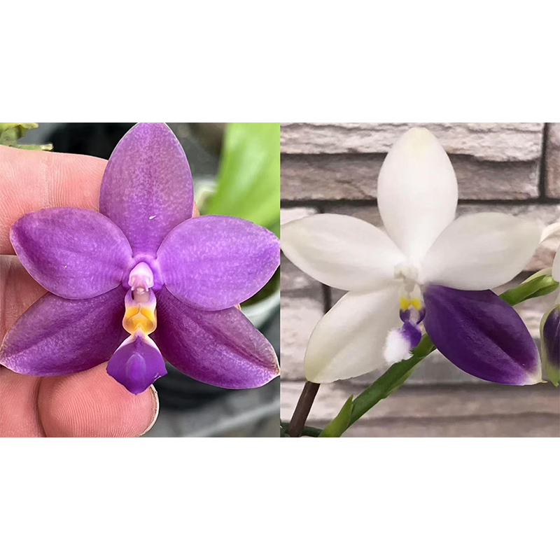 1.7寸 YCM-035-苗【少根 叶瑕】 原生趣味兰 蝴蝶兰花