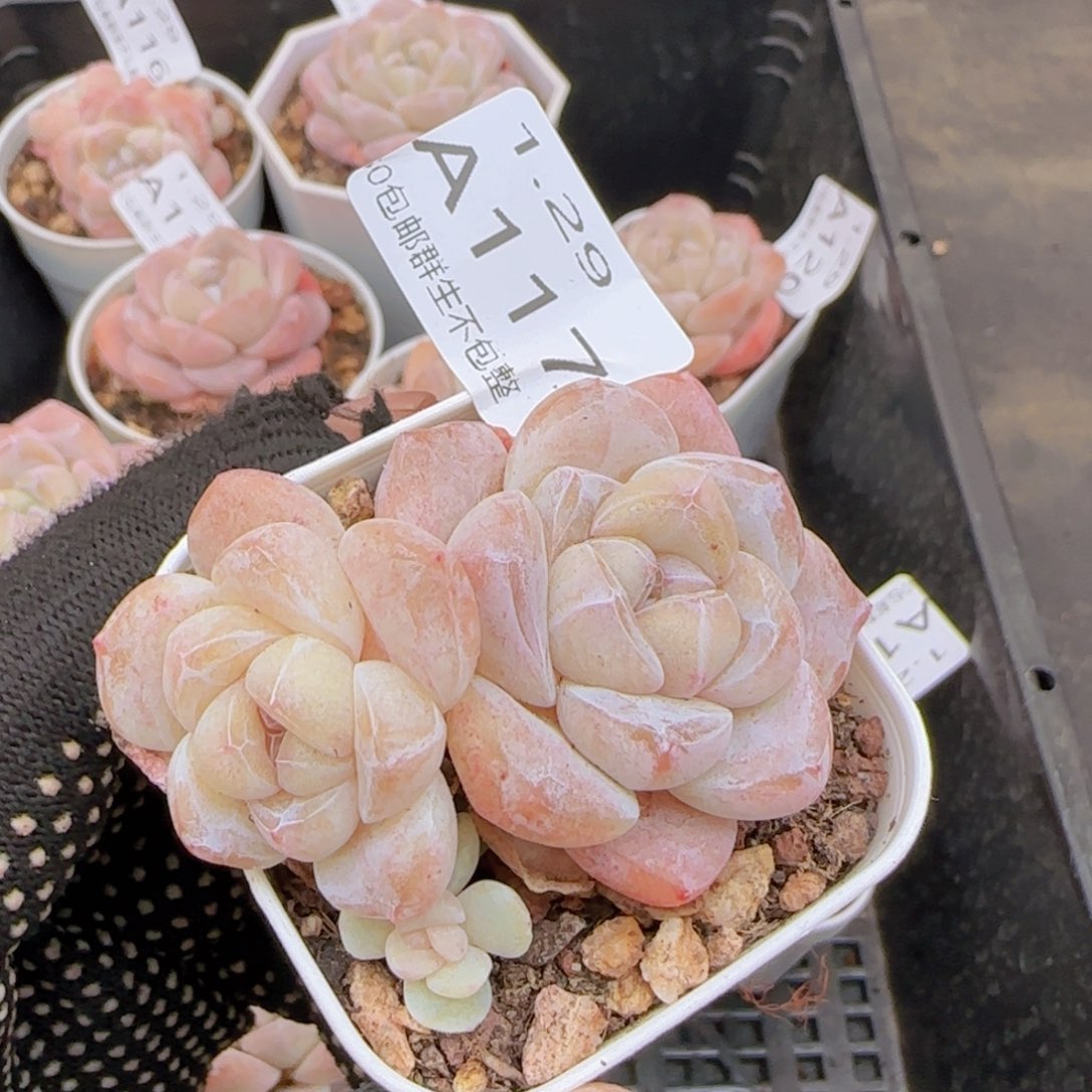 冰玉双头老桩一颗