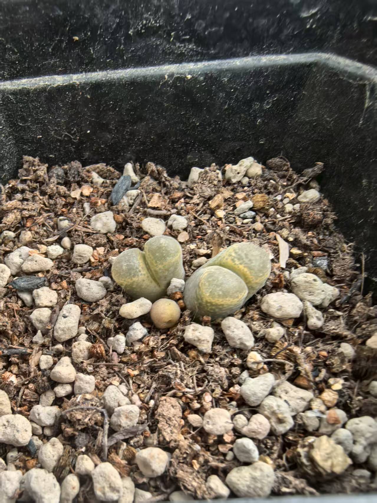 双头风铃玉