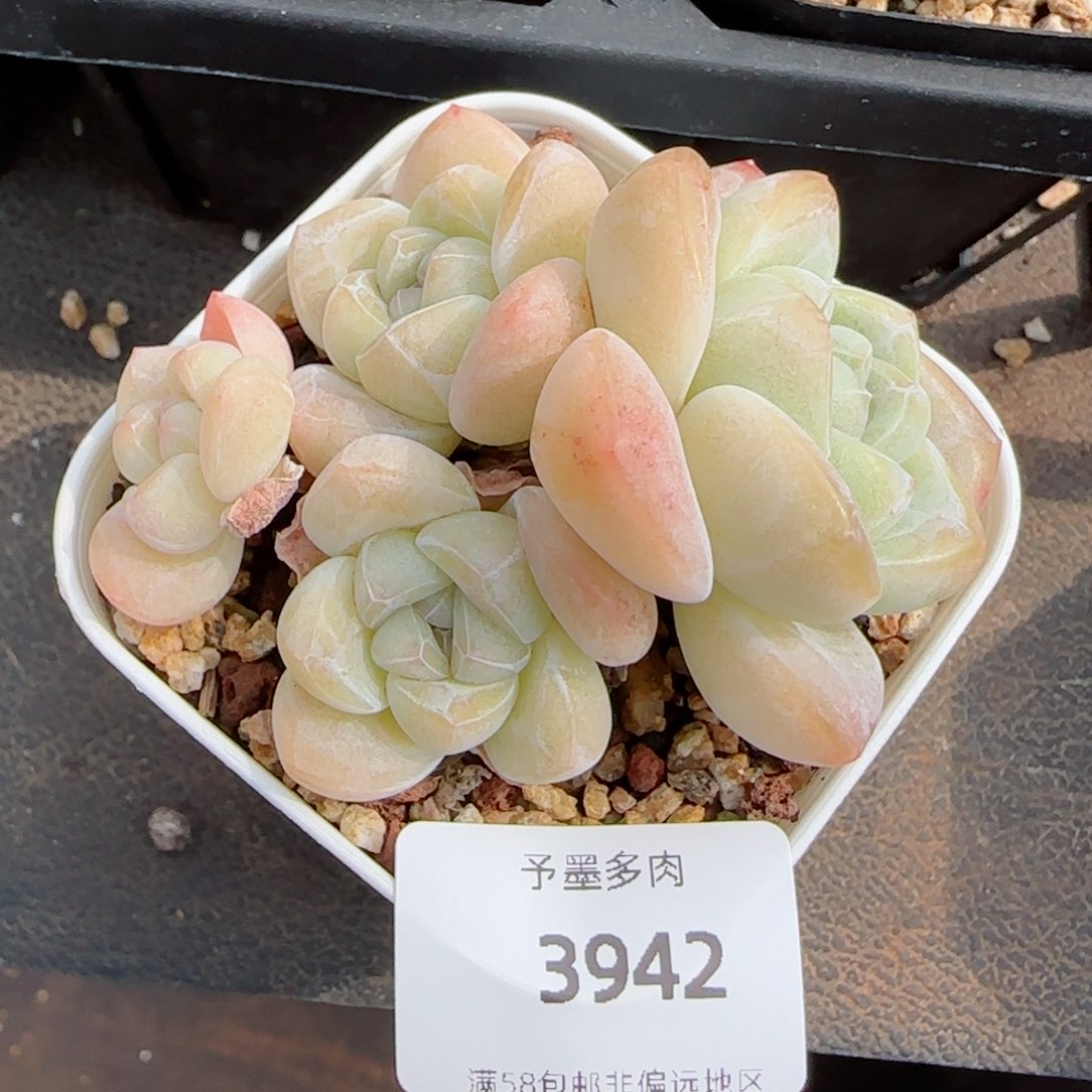 冰玉无砍，3942多肉