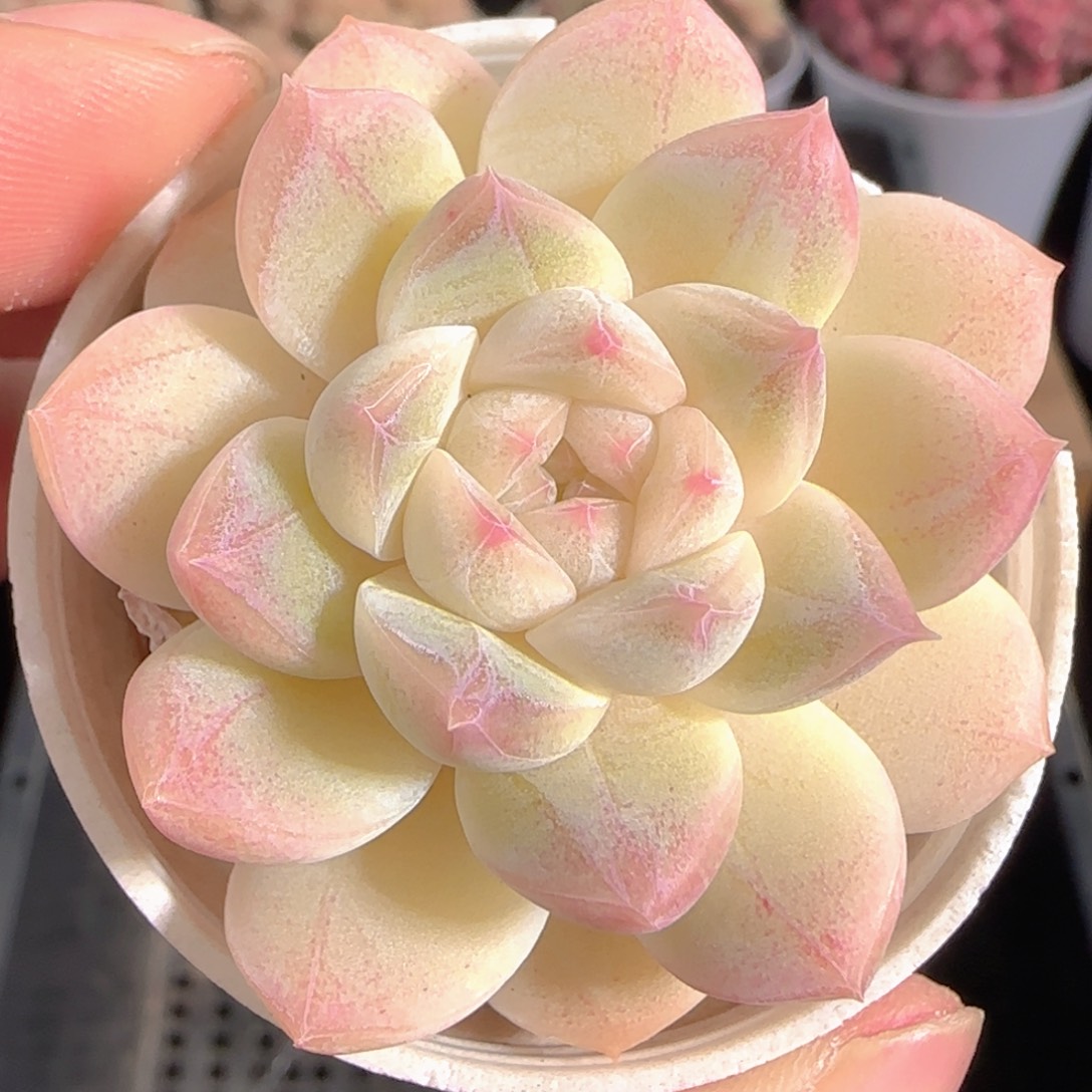 多肉1230-202白桃汽水