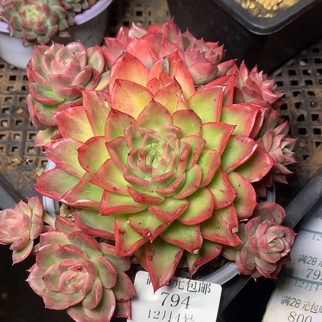 【闪购商品】云794号