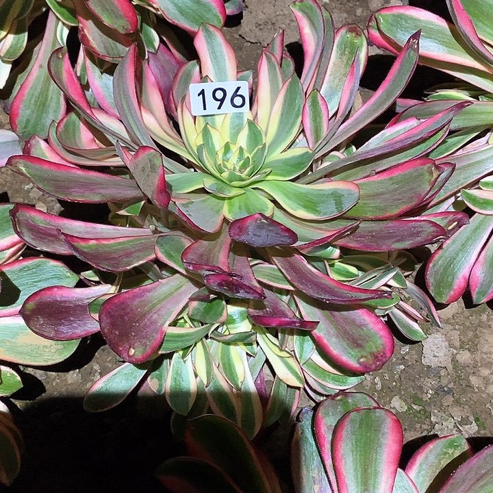 多肉植物法师196红魔女