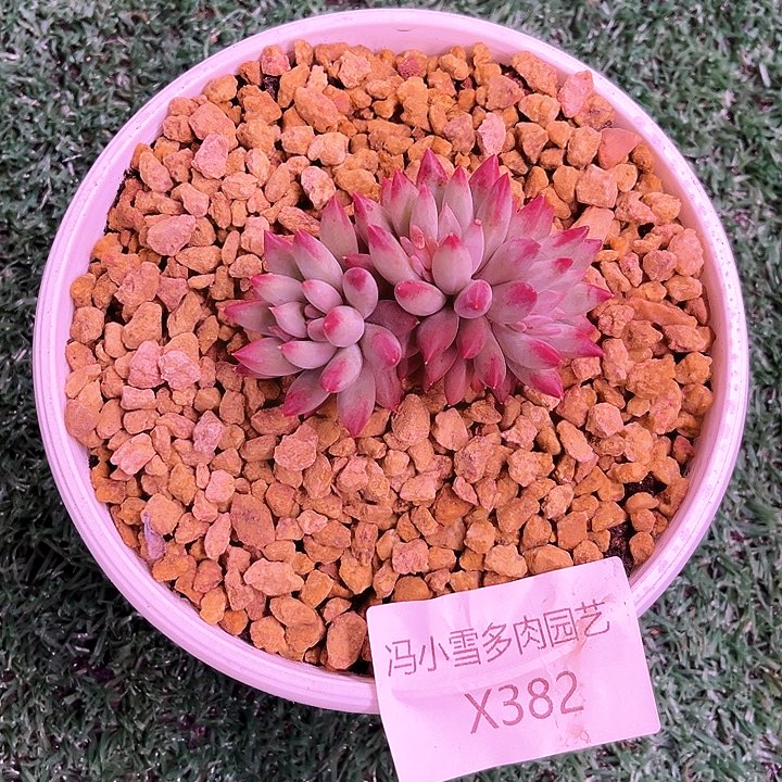 我是你的小可爱呀我是