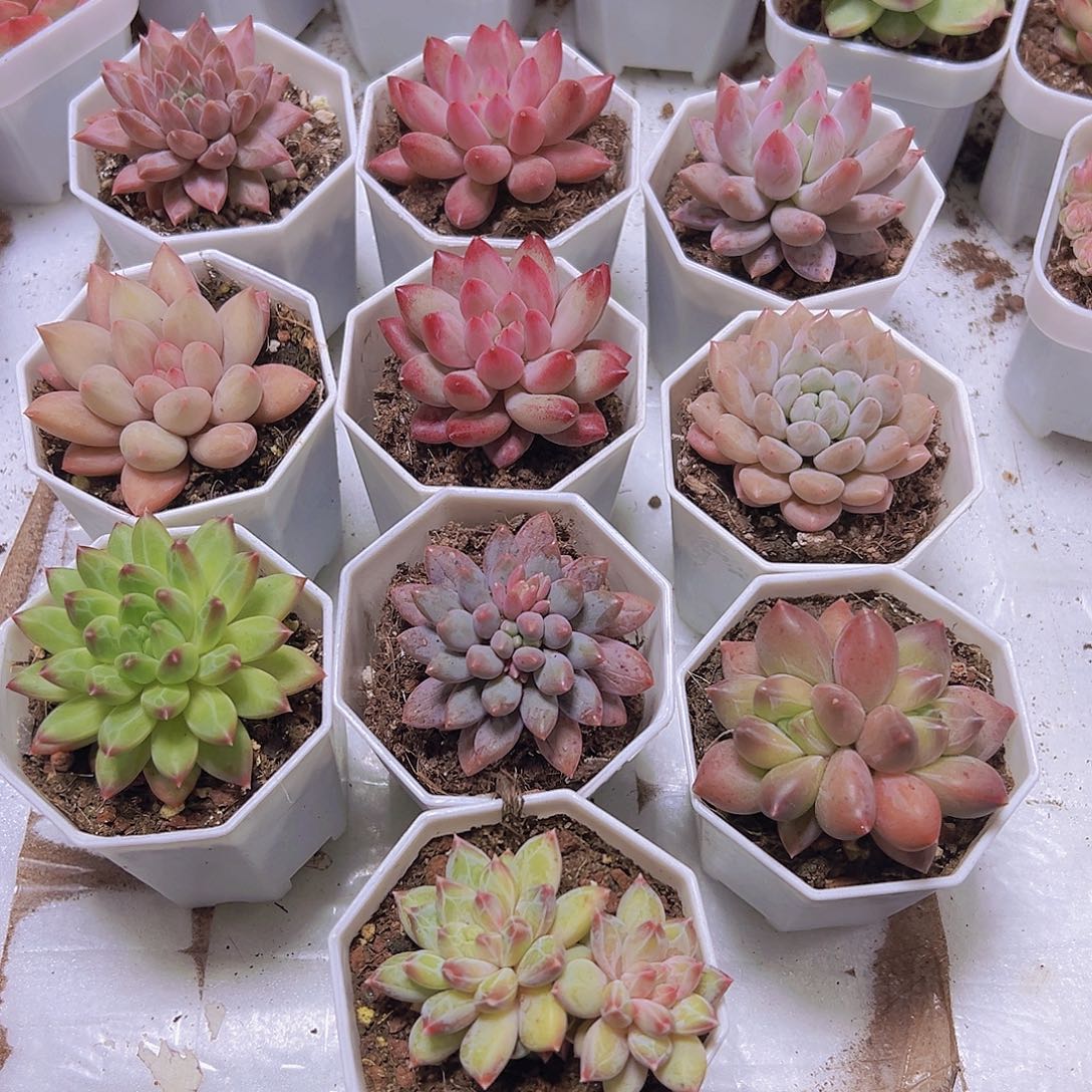 新美人组合10盆八角盆发货