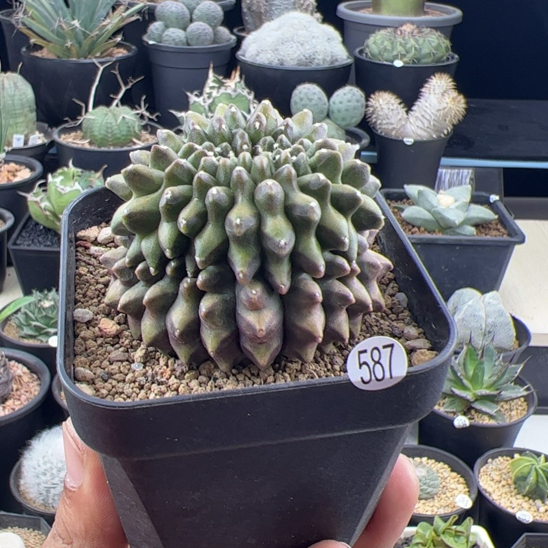 泰系貘缀实生5.5一物一拍