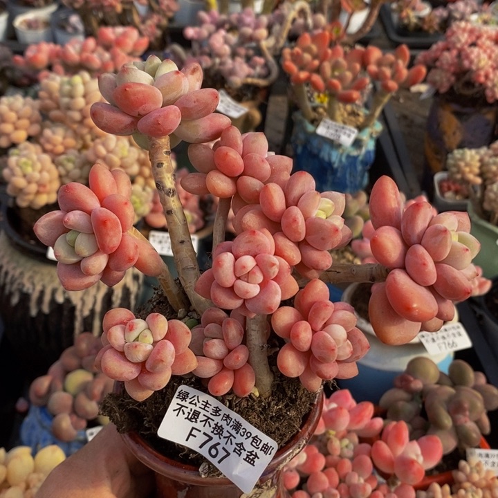 樱花洛神老桩14cm767多肉植物