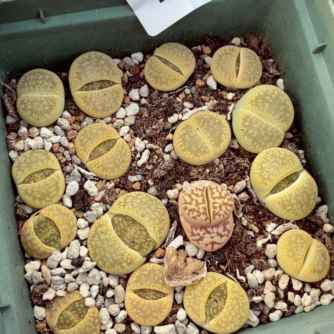 我的小姐姐们都是我的661