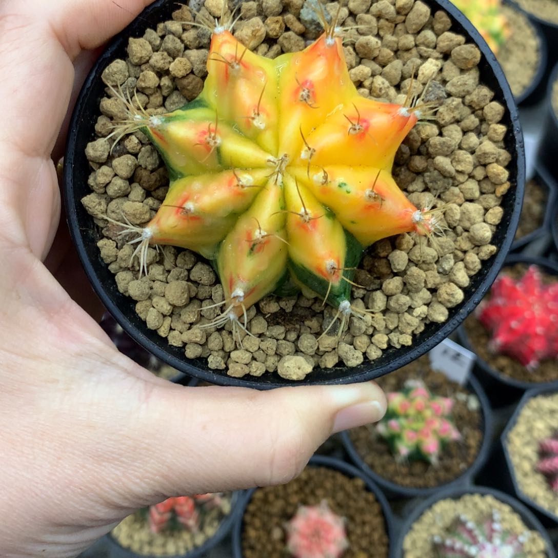 仙人球米哈牡丹锦