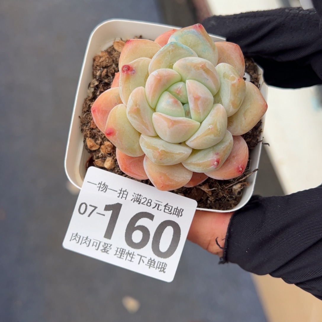 雪厚多肉多肉多肉多肉