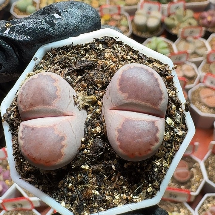 生石花2333:：。  25