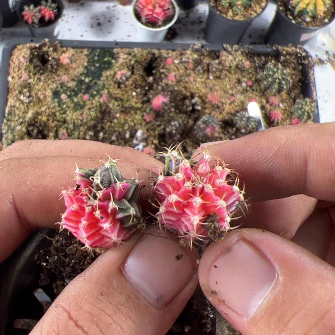 当前无花栽培后可以开花968