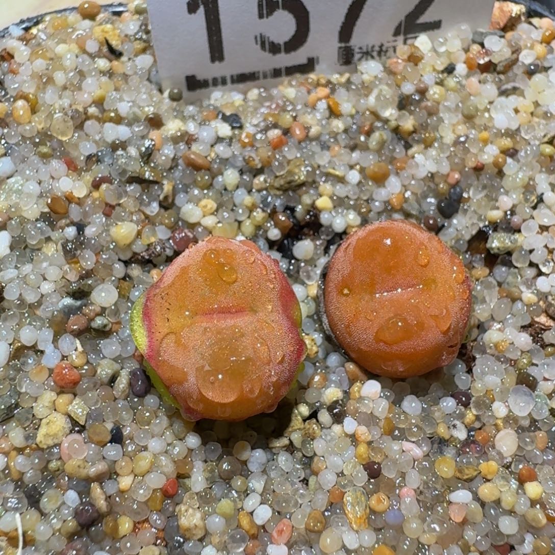 zzzz精品生石花1572水蜜桃