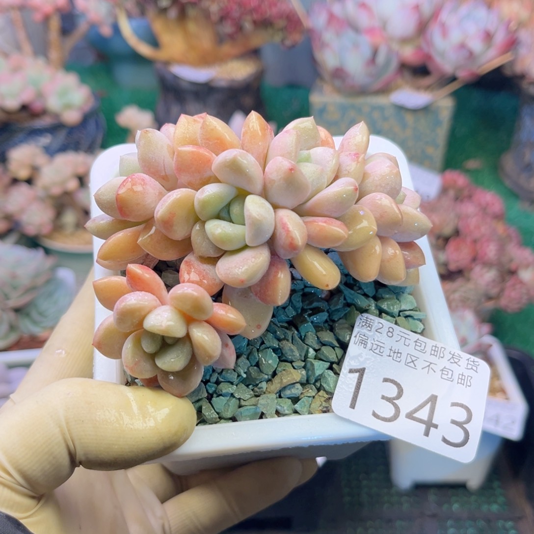 大1343/？d h ch ch b n