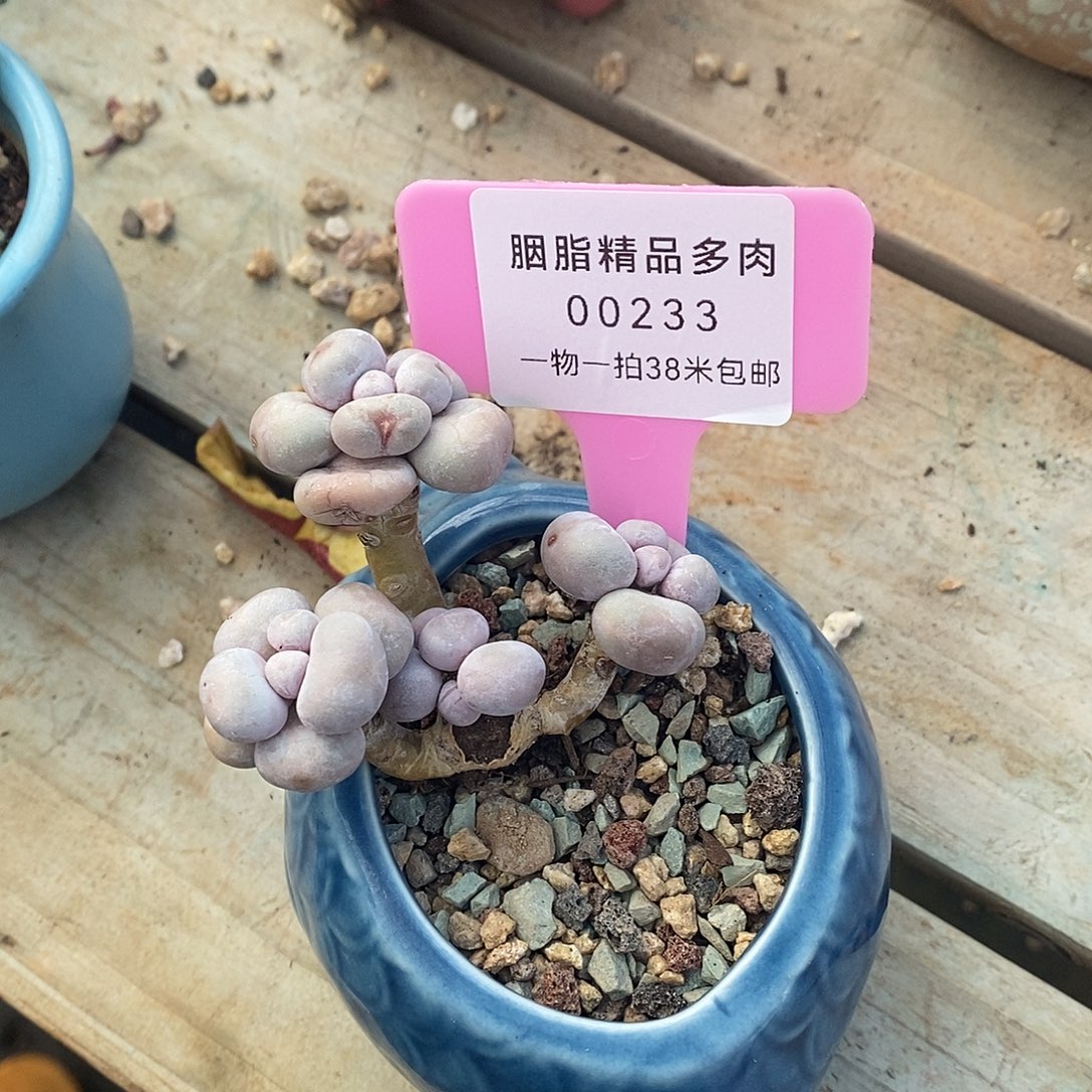233托老婆去偷我呢