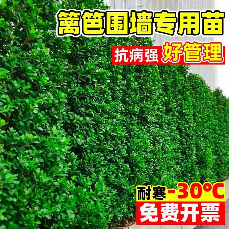 北海道黄杨苗四季常青耐寒可作绿篱庭院围墙绿化植物