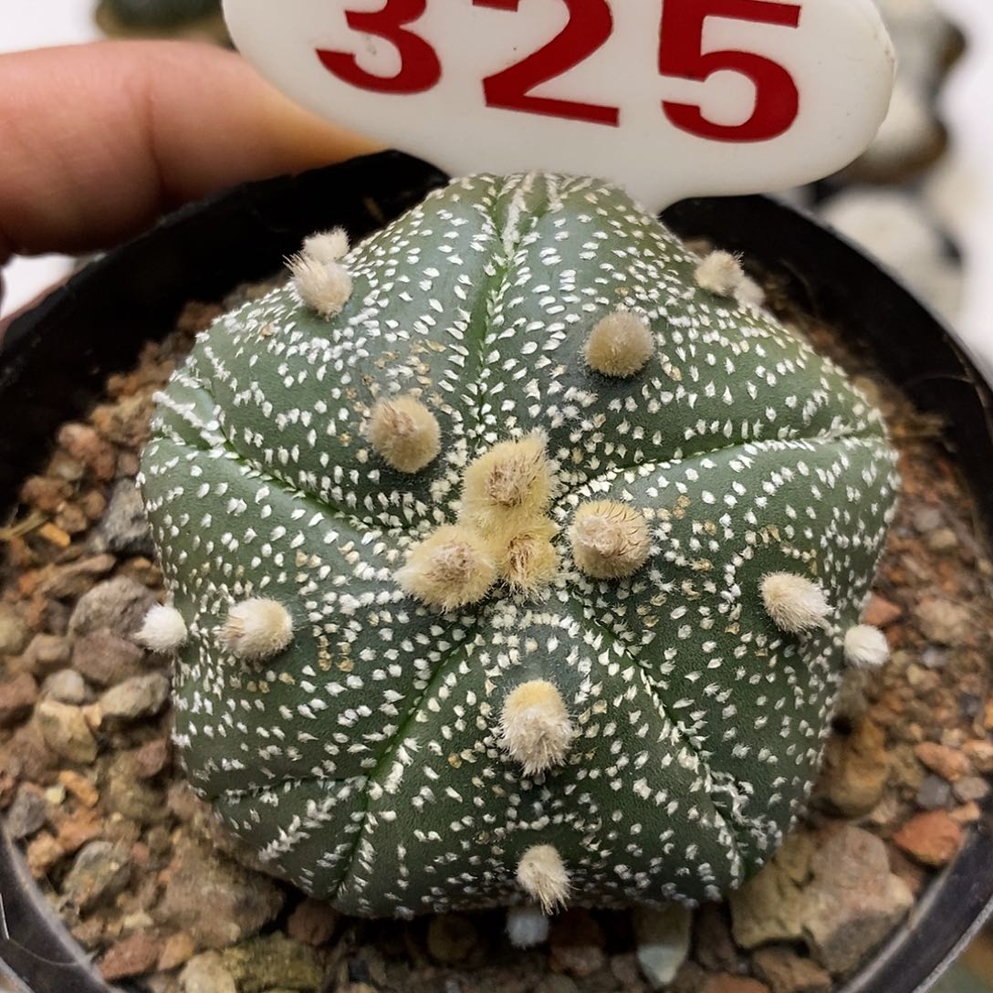 325福利特价来了哦耶