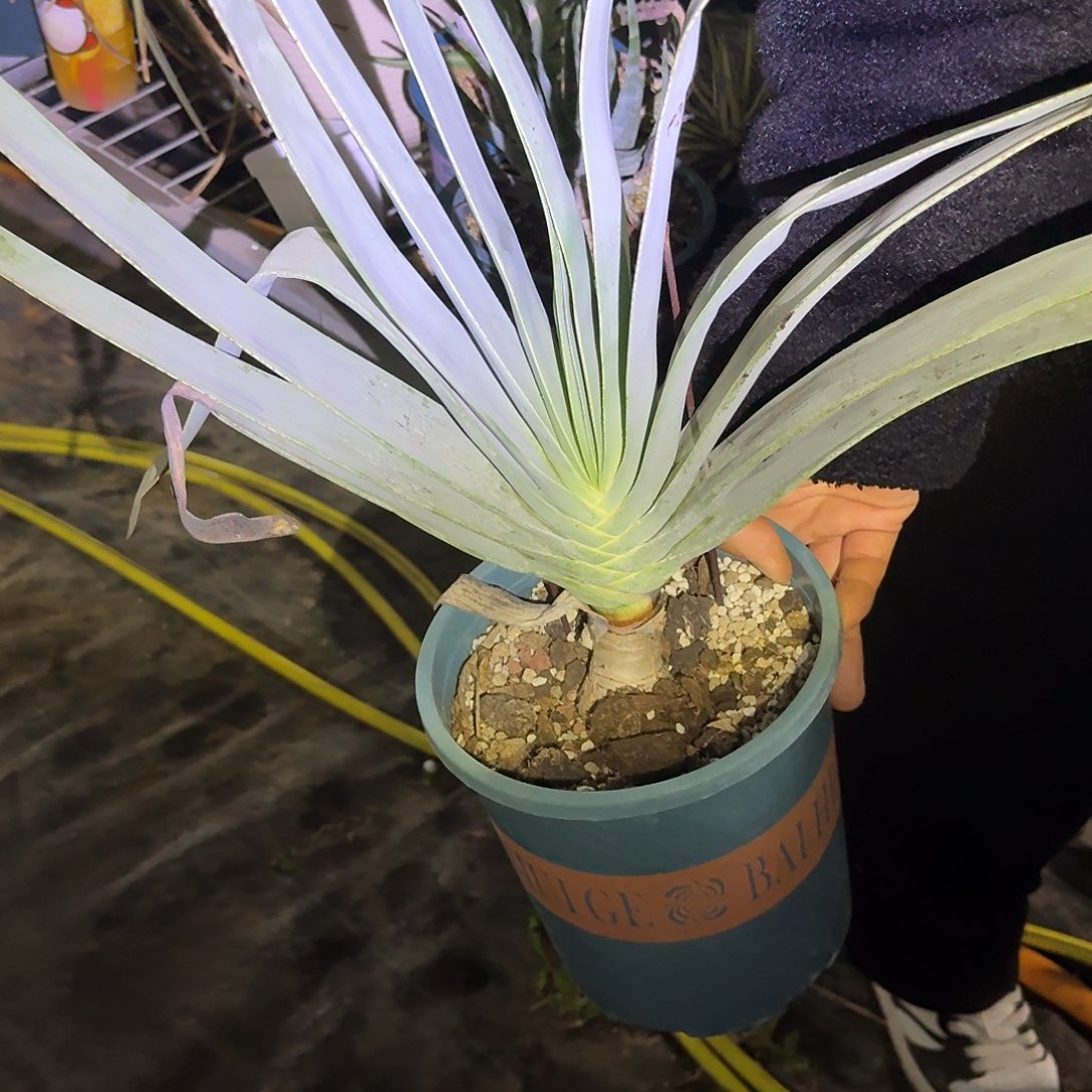 折扇芦荟 多肉植物