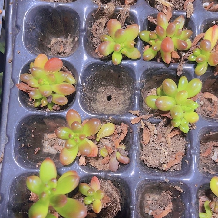 精品虹之玉多肉植物