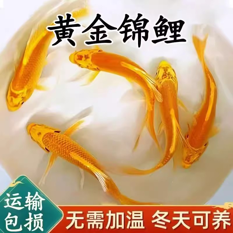 黄金锦鲤活鱼冷水观赏鱼好养耐活淡水鱼耐寒易活金鱼龙凤锦鲤鱼苗