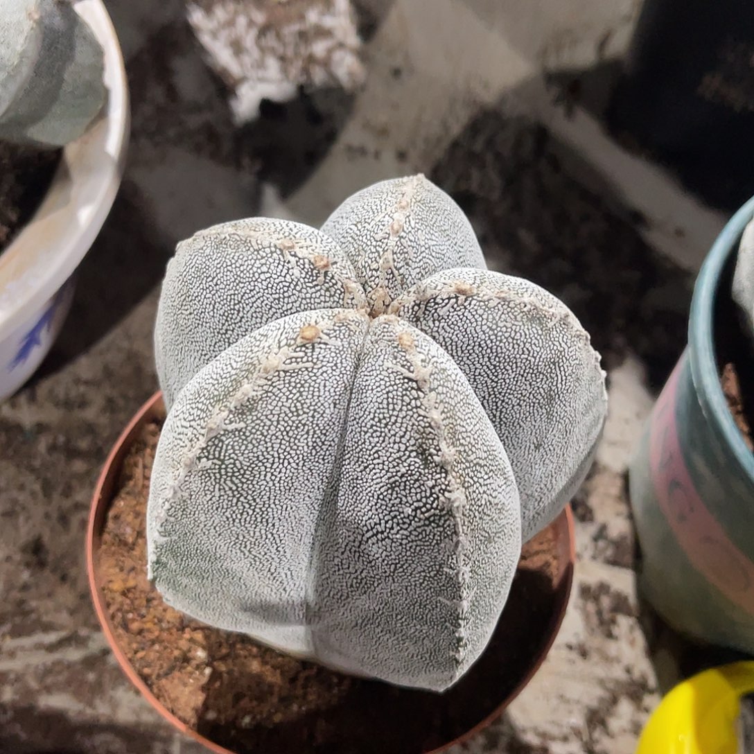 一物一拍偏远地区不包邮