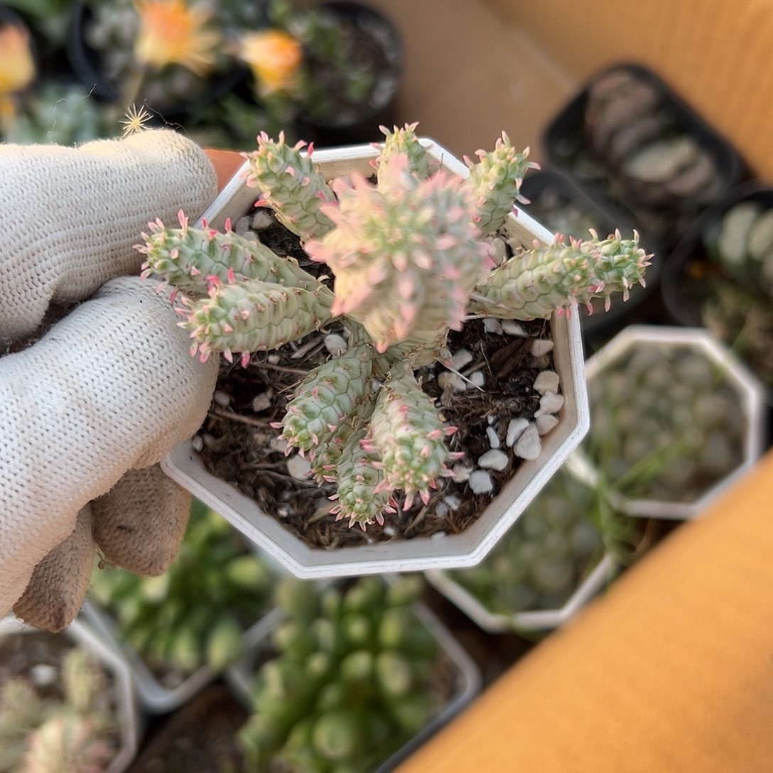 杜呃呃呃呃呃呃呃呃