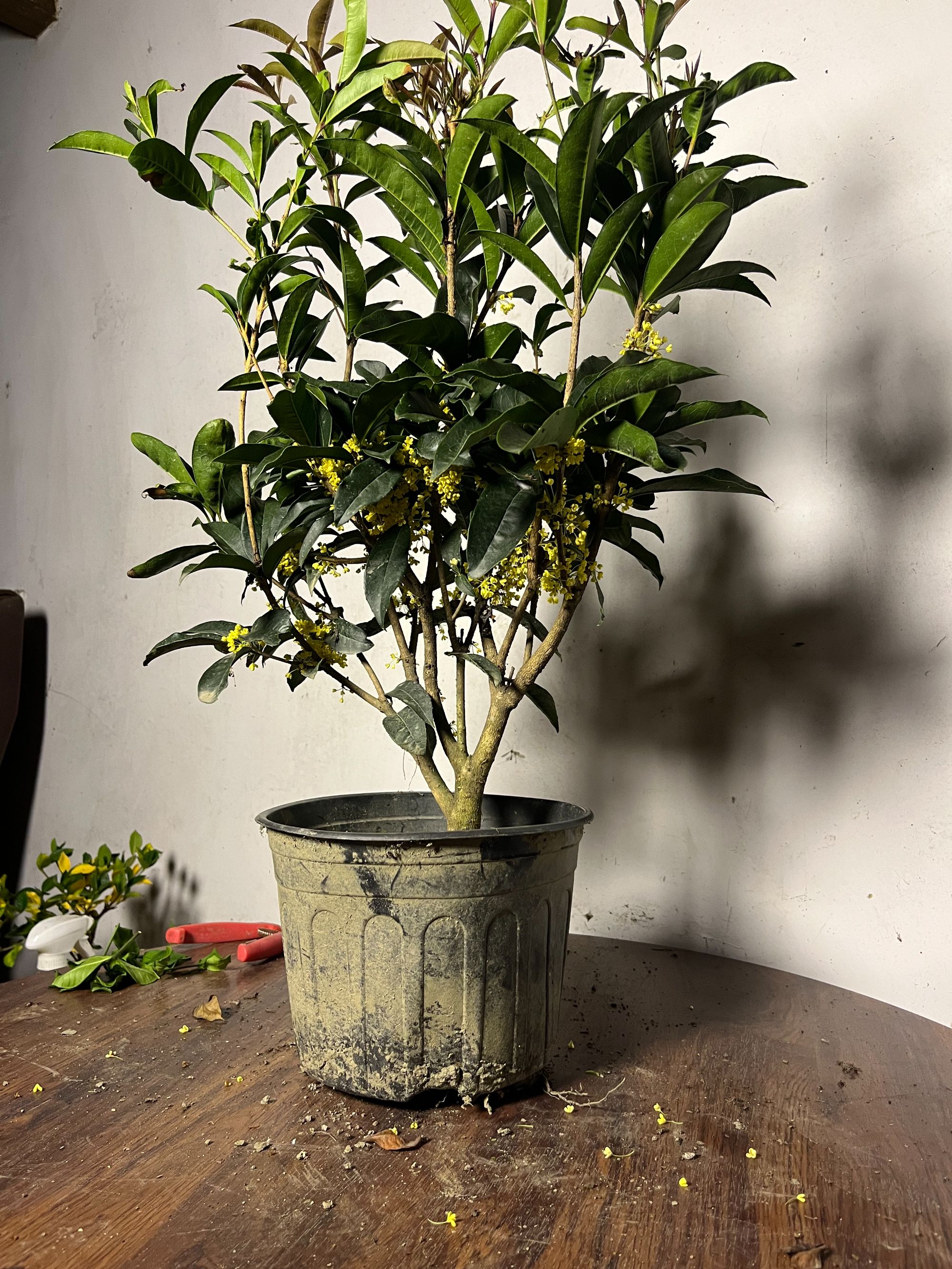 佛顶珠四季桂花原土原盆八年老桩苗1