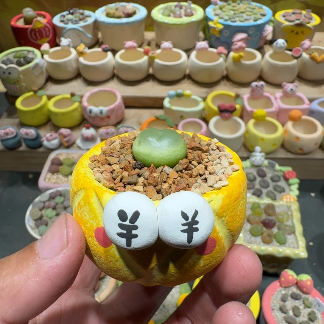 z****蘑菇1270拉登多肉植物