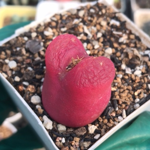 多肉肉锥 吕氏红宝石