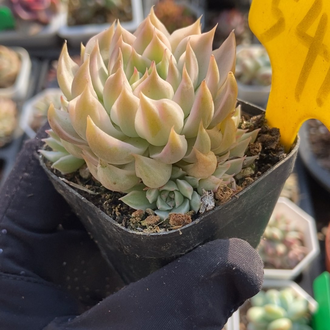 541玛格丽特锦多肉植物