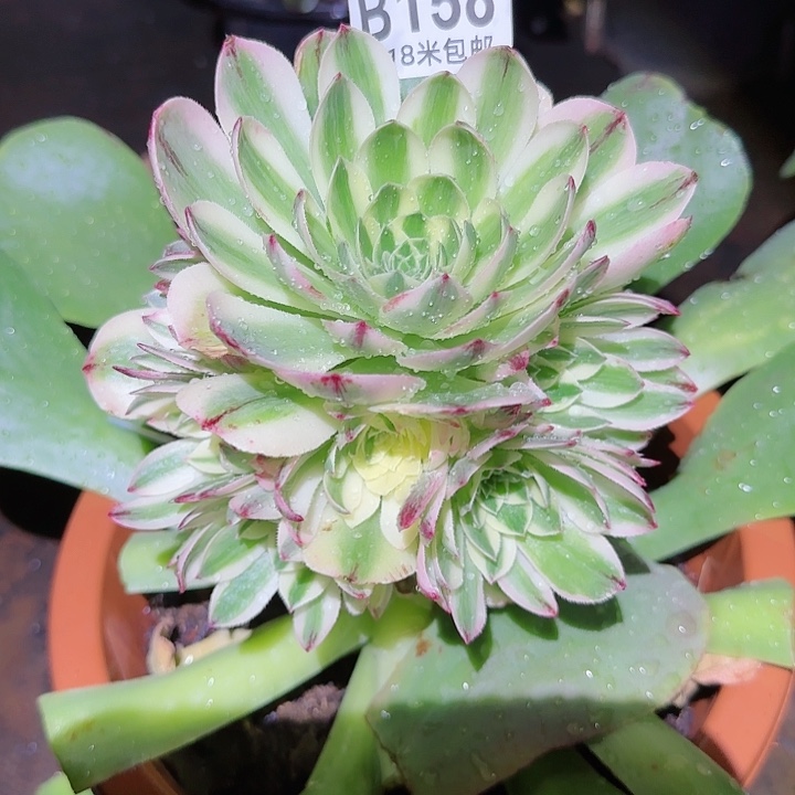 多肉法师伊丽莎白