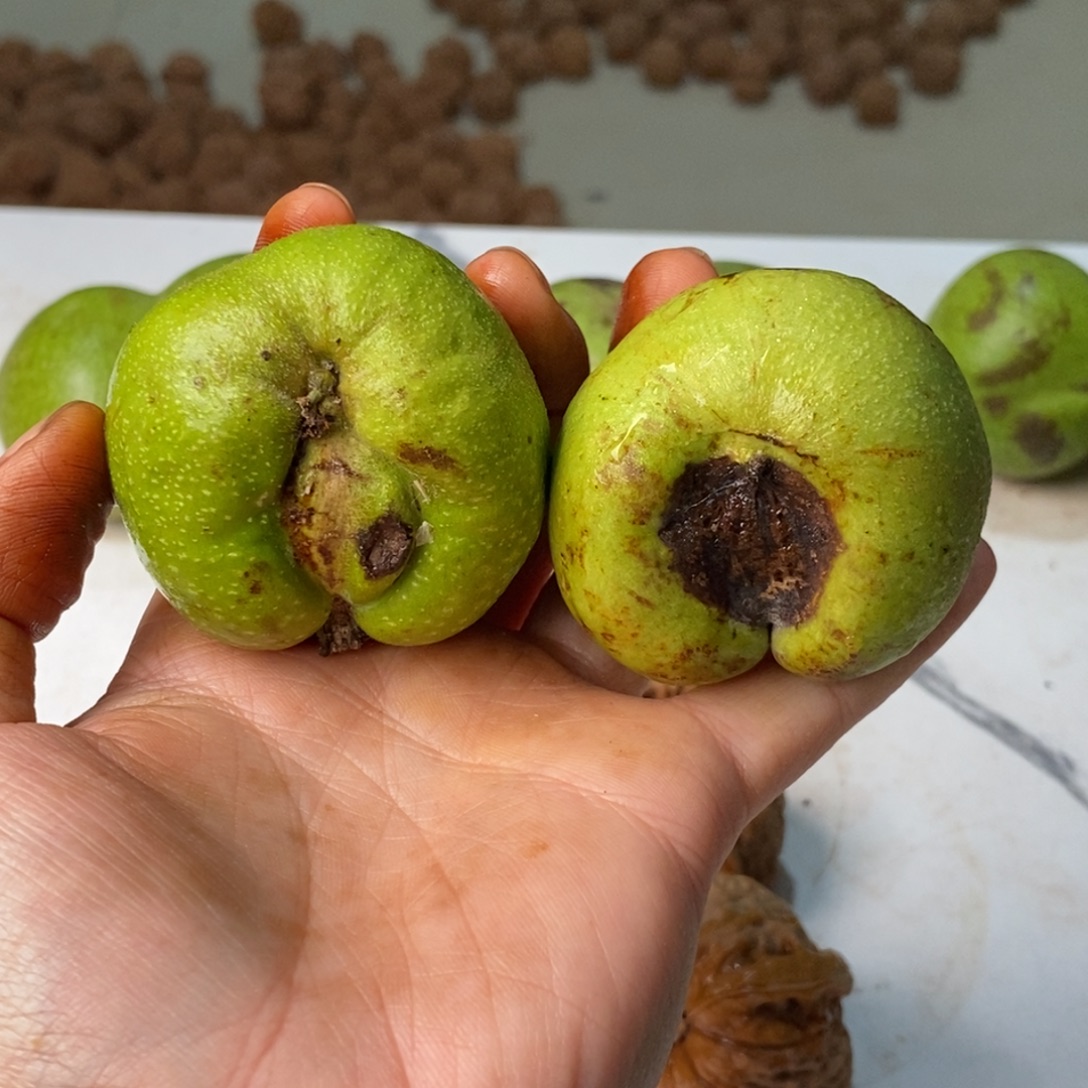 悟***、把件文玩核桃蛇头