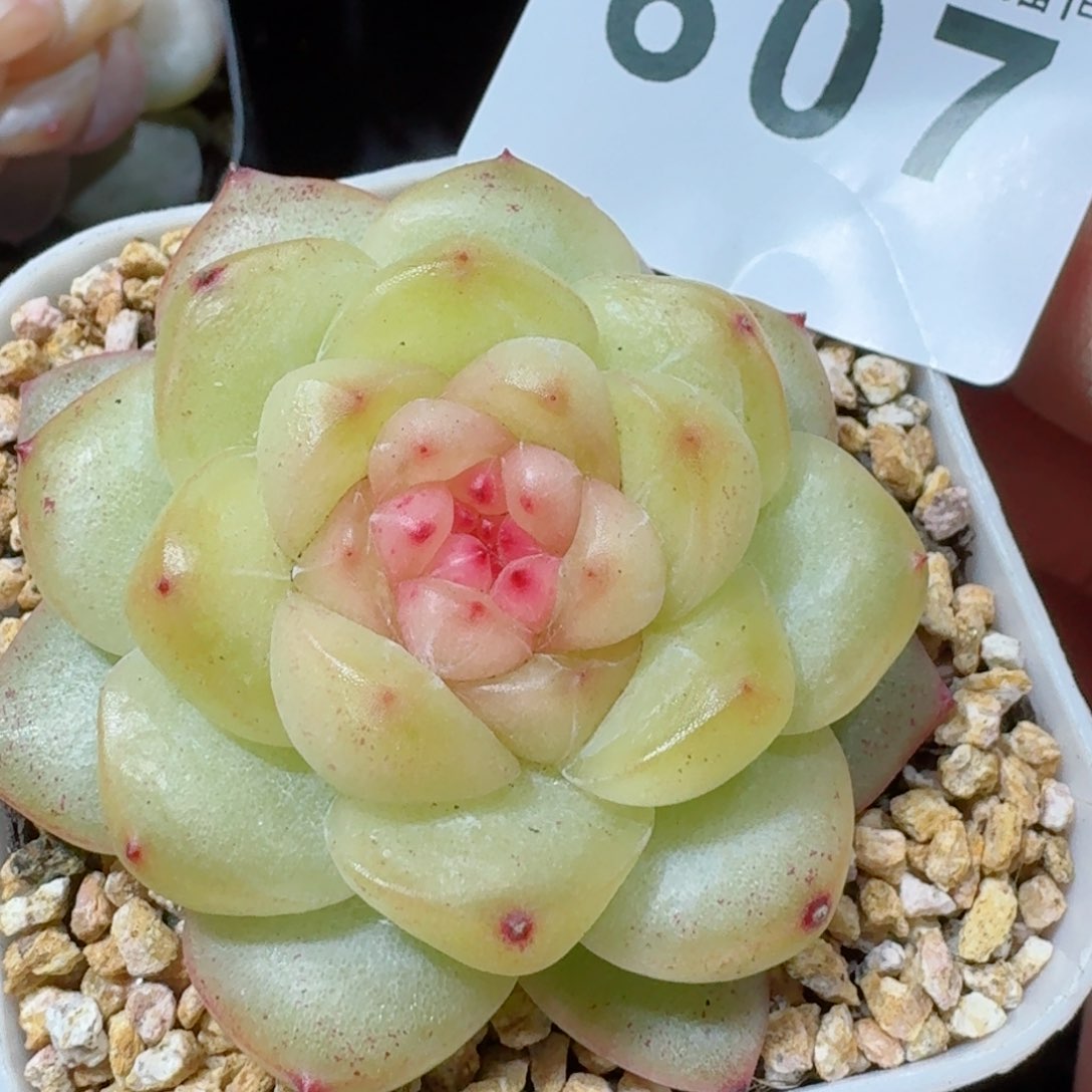 如花珍妮         精品多肉