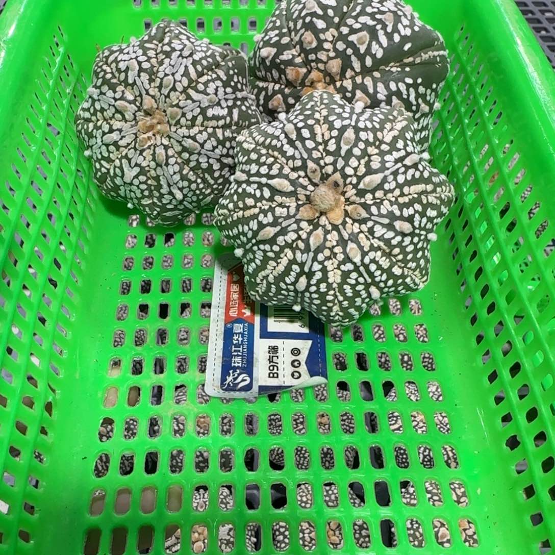无花朵4号福利3个海星组合