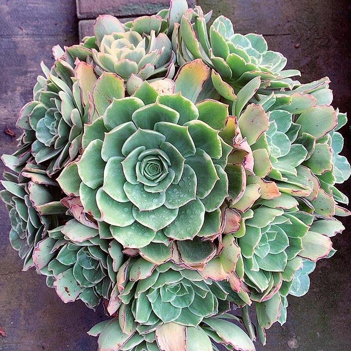 玉龙观音啊啊啊啊啊啊