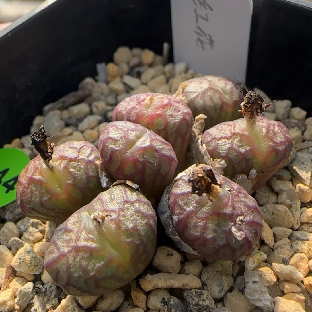 送奶工杂交多肉植物444