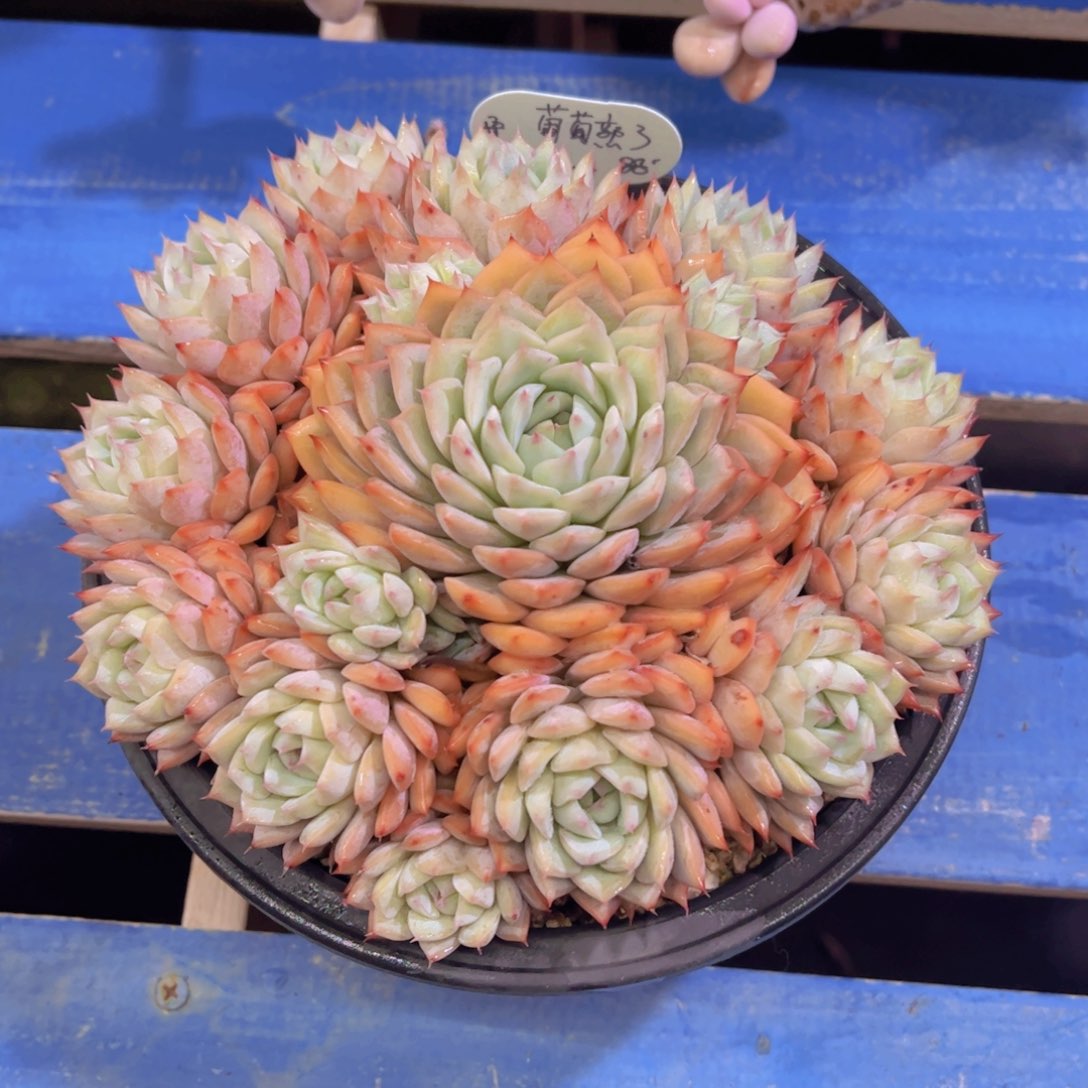 吐****了蒂比，多肉植物，