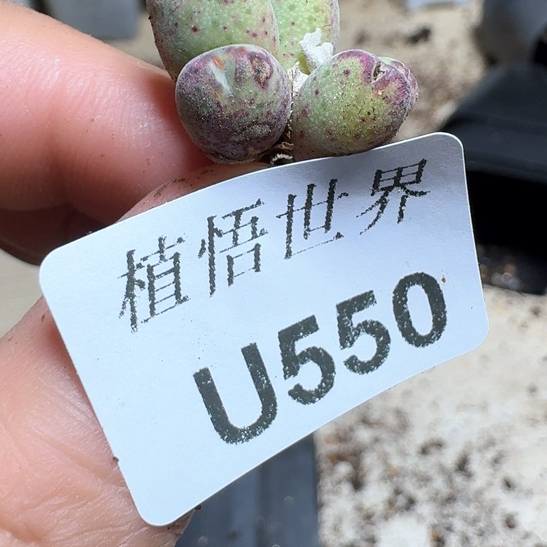 550号多肉植物哇f c