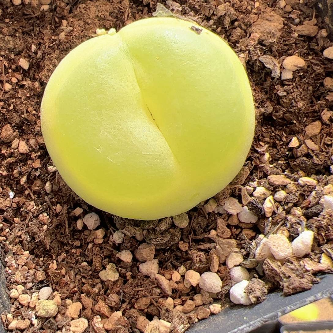 【闪购商品】65 福利大拉登