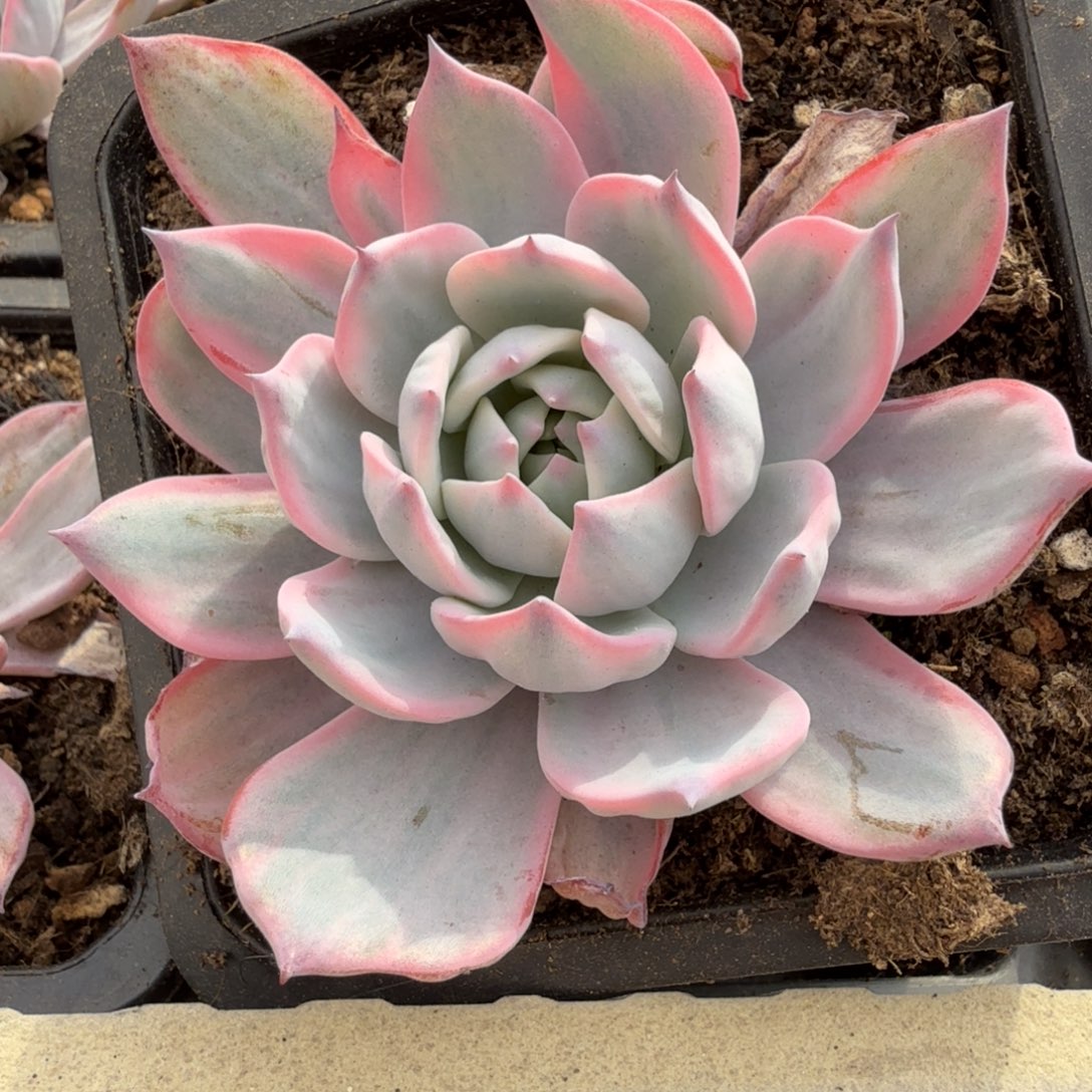 劳伦斯 安吉园艺锦