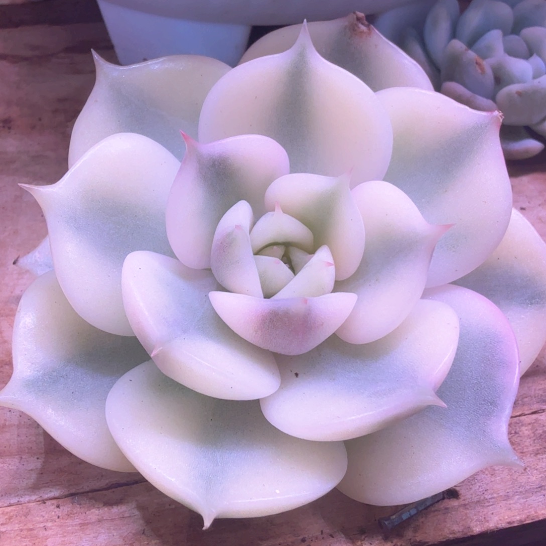 无花朵贝加尔湖锦 